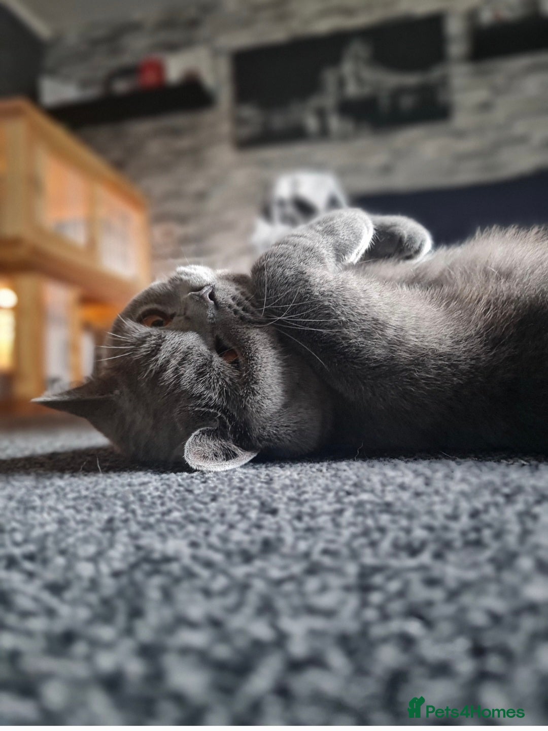 British Shorthair cats for sale: British shorthair - Image 2