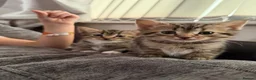 Mixed Breed cats for sale: Two beautiful kittens - Advert 7