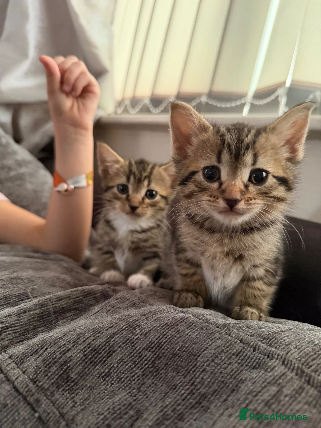Mixed Breed cats for sale: Two beautiful kittens - Advert 7