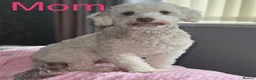 Cockapoo dogs for sale: Beautiful ToyF1BB - Advert 2