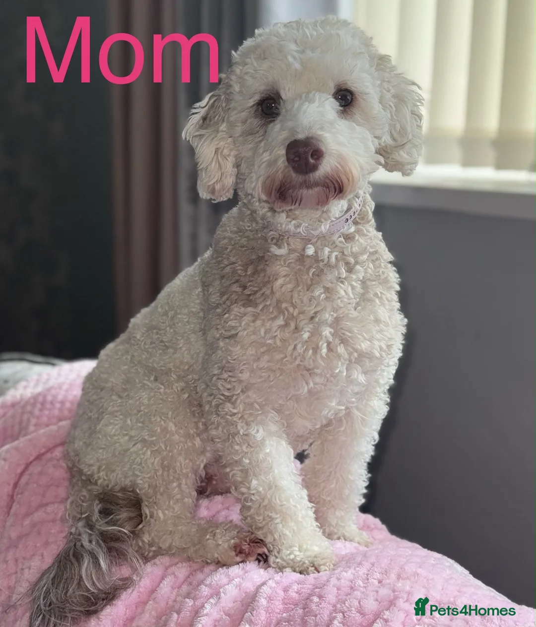 Cockapoo dogs for sale: Beautiful ToyF1BB - Advert 2