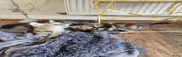 Maine Coon cats for sale: REDUCED due to buyer let down   Ginger girl  - Advert 14