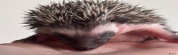 Pygmy Hedgehog rodents for sale: Girls Boys Ethically Bred African Pygmy Hedgehogs - Advert 18