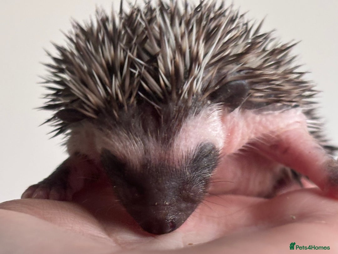 Pygmy Hedgehog rodents for sale: Girls Boys Ethically Bred African Pygmy Hedgehogs - Advert 18