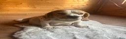 Beagle dogs for sale: STUNNING LITTER OF KC REG CHAMPION LINE BEAGLES  - Advert 11