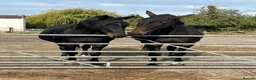 English Thoroughbred horses for sale: URGENT home needed for Thoroughbred Gelding in Weston-super-Mare - Advert 2