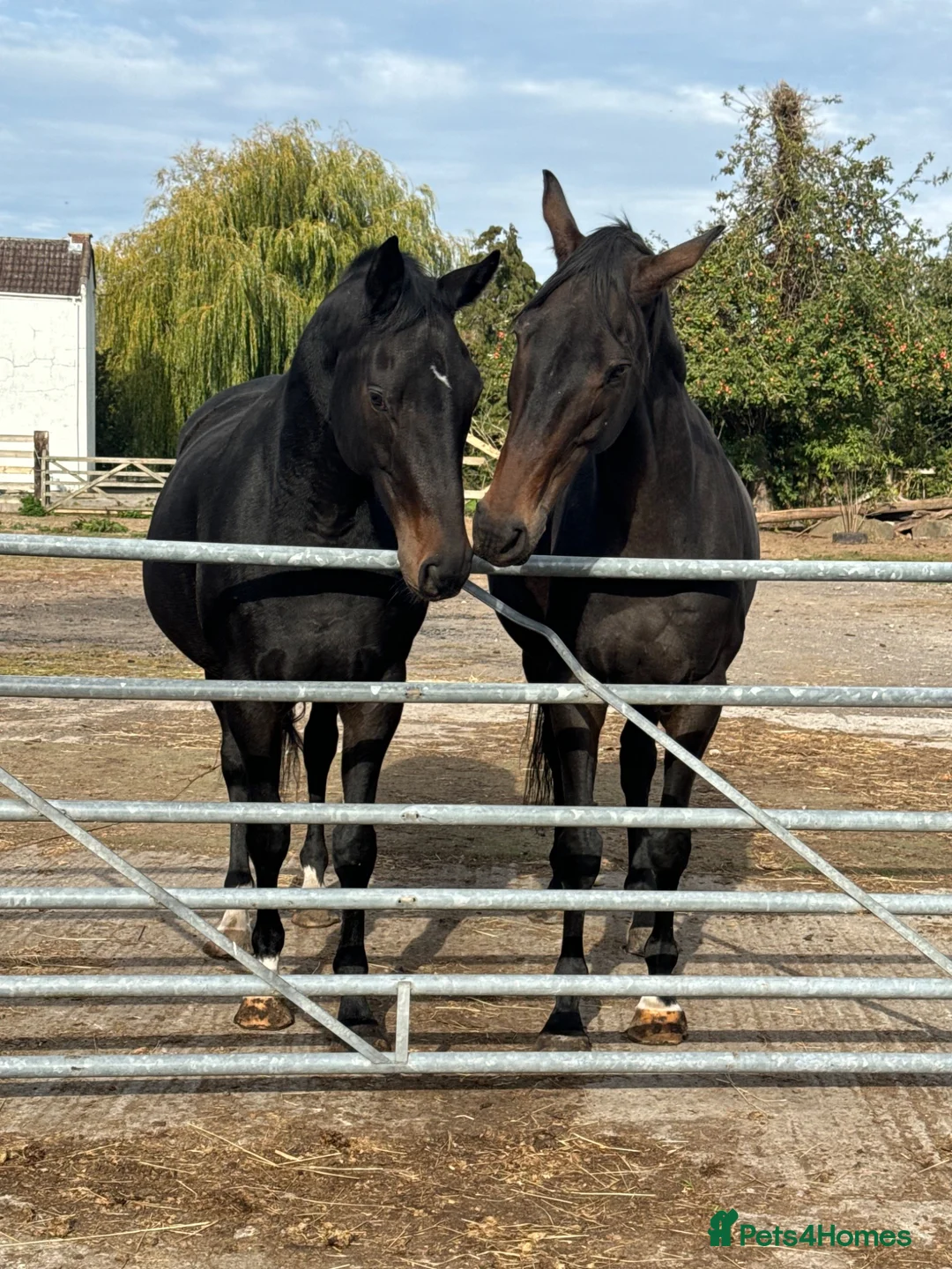 English Thoroughbred horses for sale: URGENT home needed for Thoroughbred Gelding in Weston-super-Mare - Advert 2