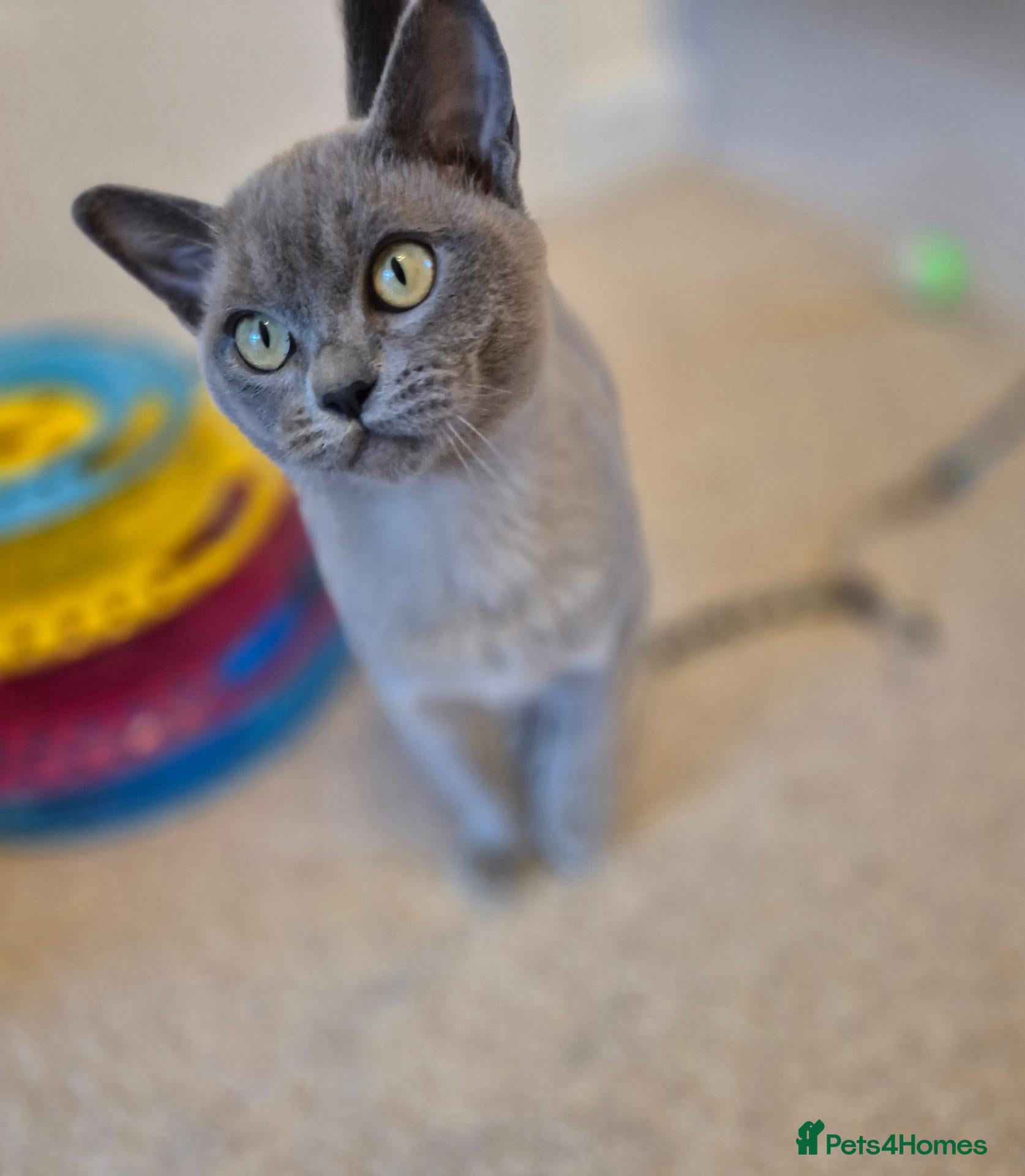 Burmese cats for sale: Gorgeous Pedigree Blue Female Burmese Kitten - Advert 15