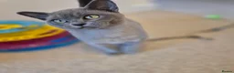 Burmese cats for sale: Gorgeous Pedigree Blue Female Burmese Kitten - Advert 1