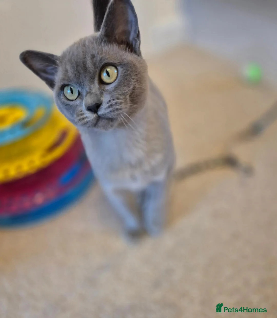 Burmese cats for sale: Gorgeous Pedigree Blue Female Burmese Kitten - Advert 1