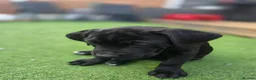 Cane Corso dogs for sale: Cane Corso puppies - Advert 10