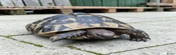 Hermann Tortoise reptiles for sale: Female Hermann Boettgeri Tortoise  in Walsall - Advert 1