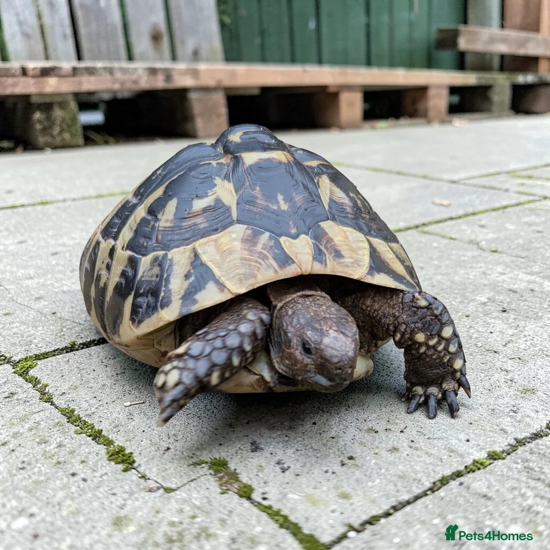 Hermann Tortoise reptiles for sale: Female Hermann Boettgeri Tortoise  in Walsall - Advert 1
