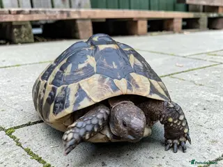Hermann Tortoise reptiles Female Hermann Boettgeri Tortoise - Advert 1