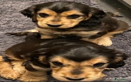 Cocker Spaniel dogs for sale: Dark Sable Cocker Spaniel Pups - Image 13