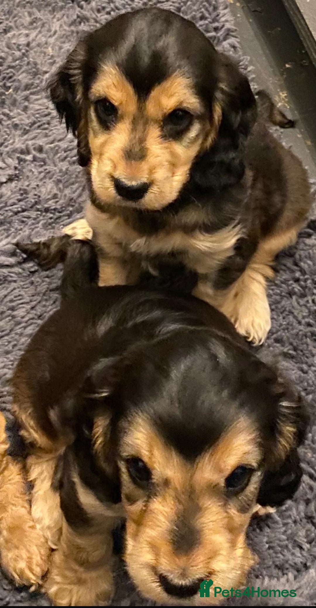 Cocker Spaniel dogs for sale: Dark Sable Cocker Spaniel Pups - Image 13
