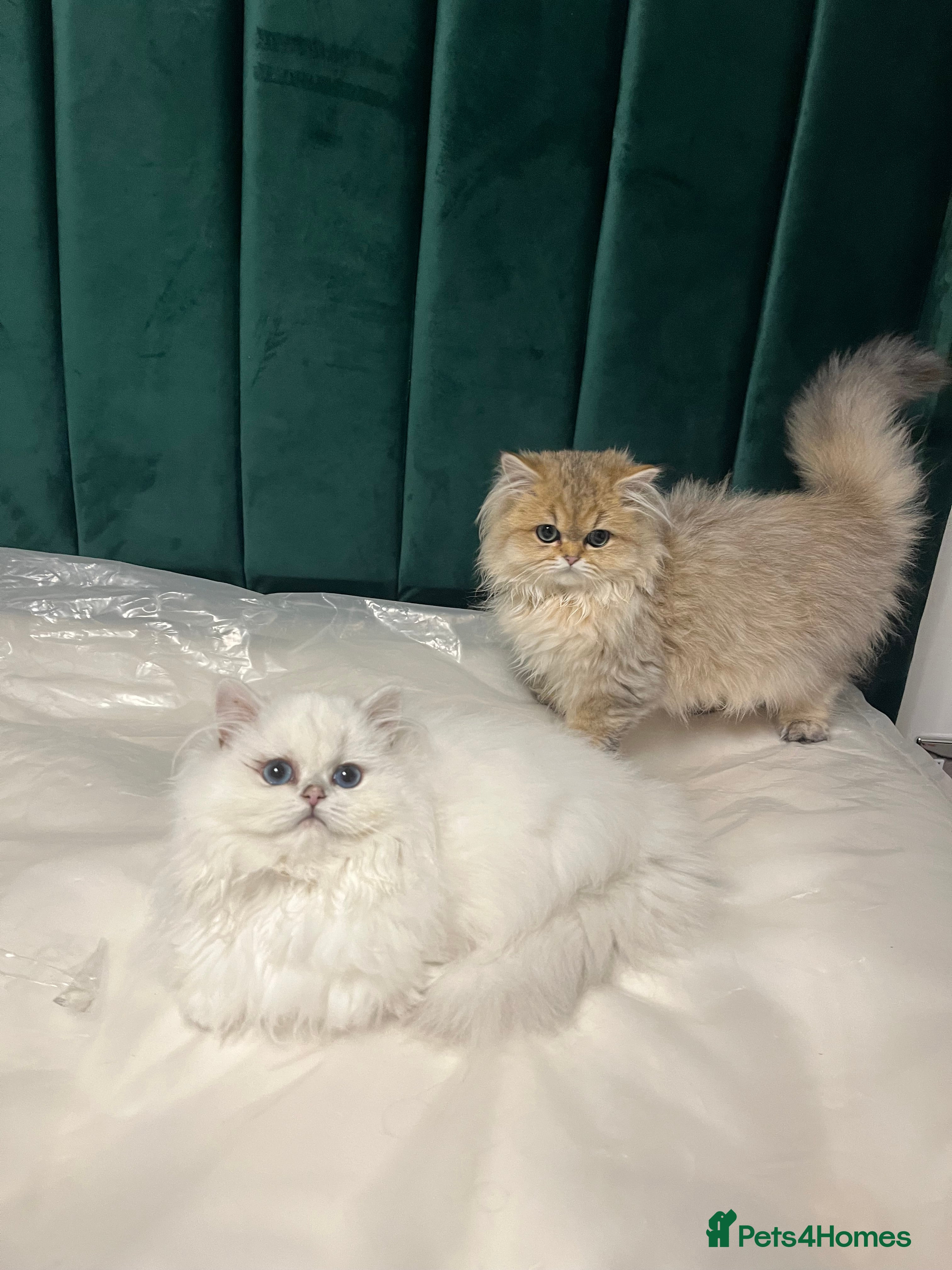 British Longhair cats Stunning British Longhair Kittens - Goldy & Snowy! - Advert 14