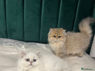 British Longhair cats Stunning British Longhair Kittens - Goldy & Snowy! - Advert 14