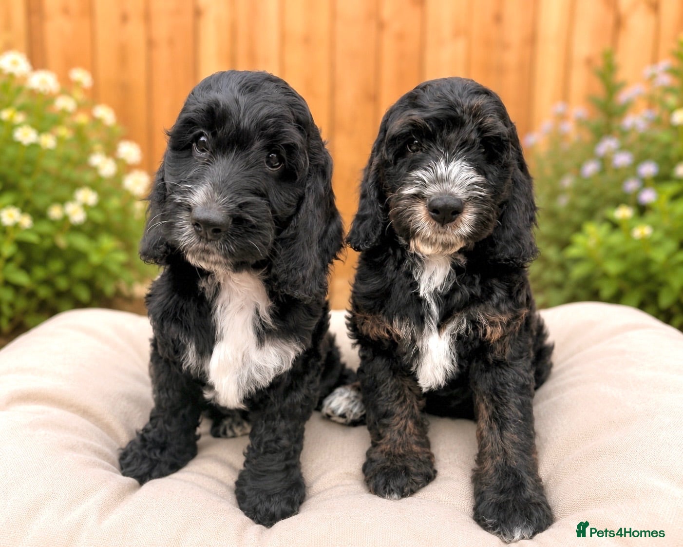 Cockapoo dogs Ready now! F1 show type miniature cockapoos - Advert 4