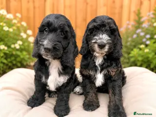 Cockapoo dogs Ready now! F1 show type miniature cockapoos - Advert 4