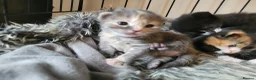 Mixed Breed cats for sale: 3 girl kittens  - Advert 17