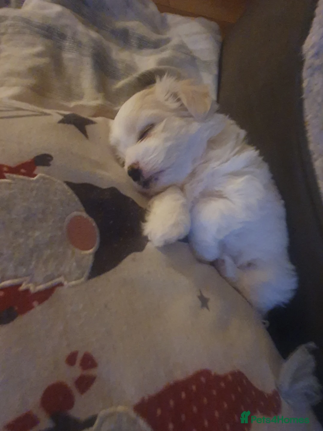 Mixed Breed birds for sale:  Adorable Maltese Girl Looking for a Loving Family - Advert 7