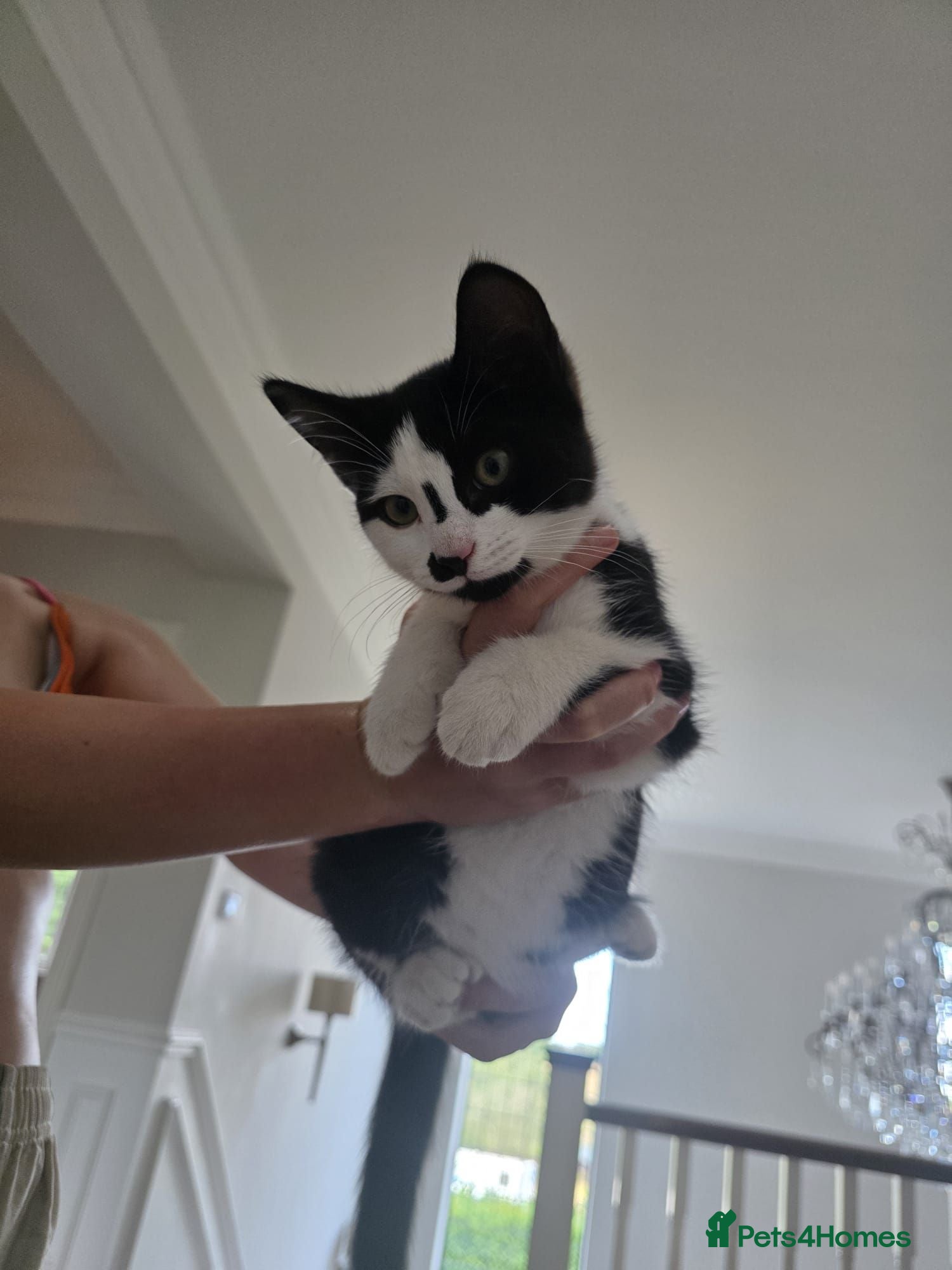 Domestic Shorthair cats Gorgeous black and white kitten called Jet - Advert 9