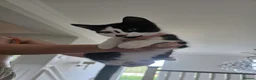 Domestic Shorthair cats for sale: Gorgeous black and white kitten called Jet - Advert 1