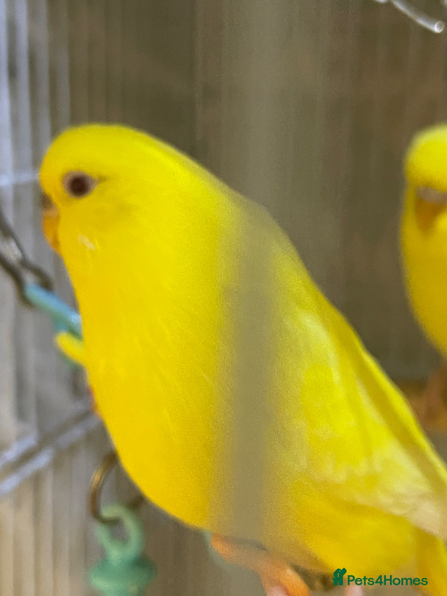Budgerigars birds 4 birds with cave  - Advert 1