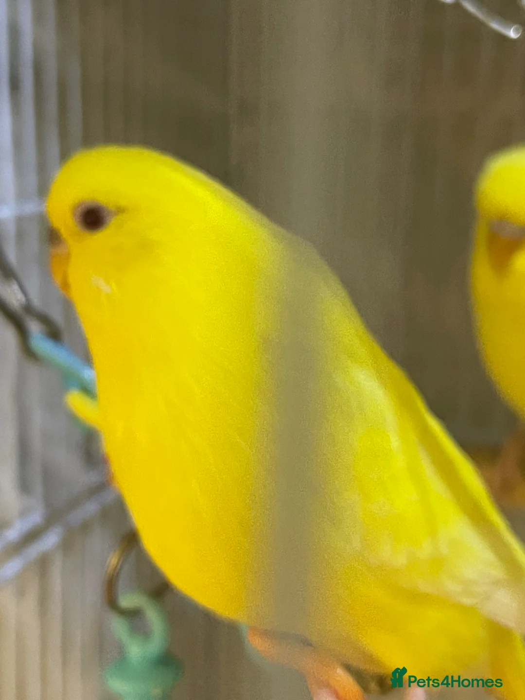 Budgerigars birds for sale: 4 birds with cave  in Stockport - Advert 1