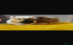 Guinea Pig rodents for sale: Sister guinea pigs  - Image 1