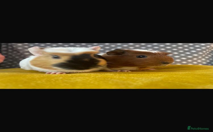 Guinea Pig rodents - Advert 4