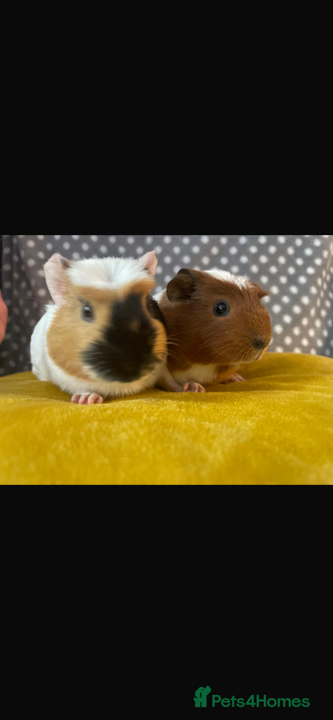 Guinea Pig rodents for sale: Sister guinea pigs  - Image 1