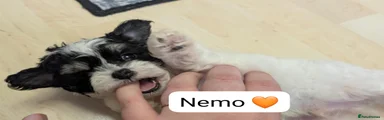 Nemo