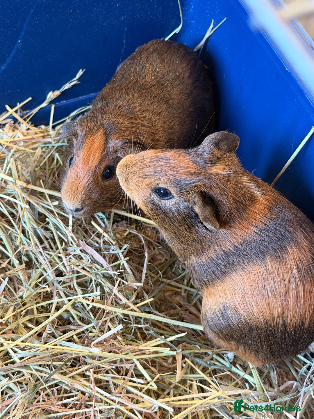 Guinea Pig rodents for sale: Baby guinea pigs  - Advert 2