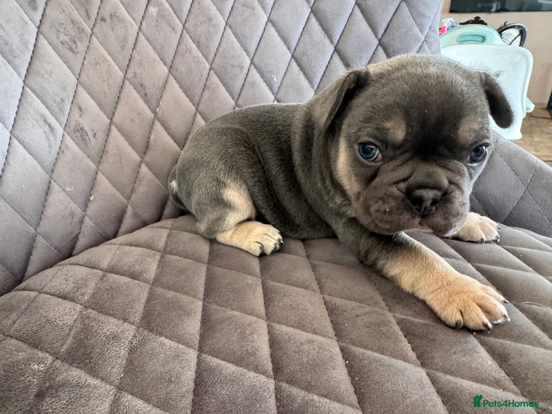 French Bulldog dogs for sale: KC reg Frenchbull dog puppies  - Advert 4