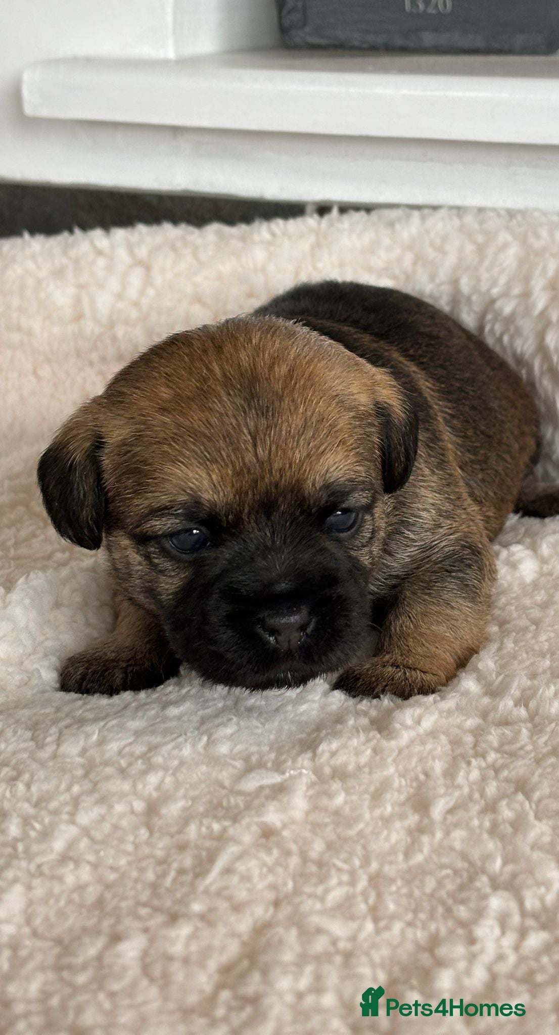 Border Terrier dogs for sale: Border terrier puppies  - Advert 10