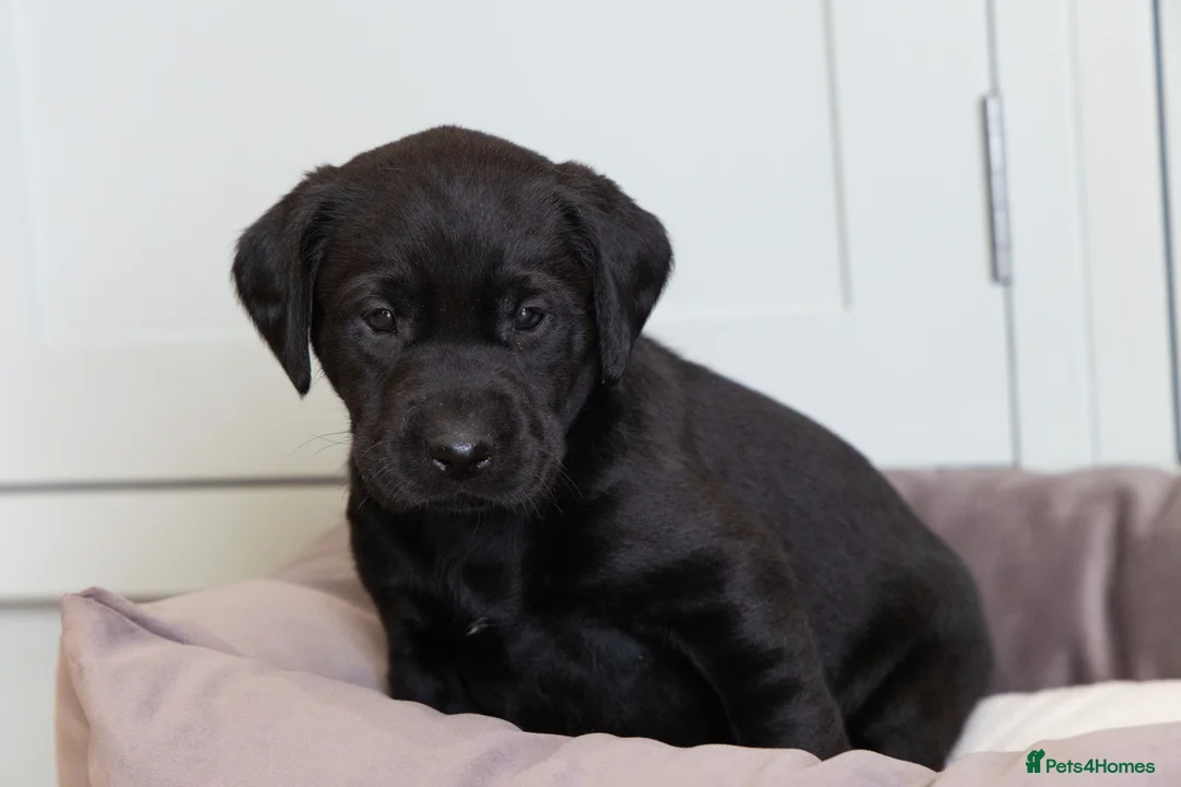 Labrador Retriever dogs for sale: KC Reg, Health Tested Girls - Advert 14