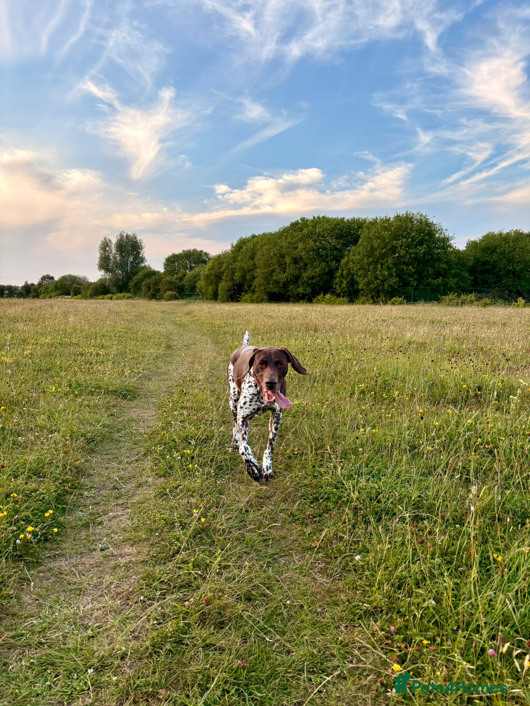 German Shorthaired Pointer dogs for sale: Loving Home Wanted - Image 7