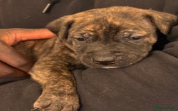 Mixed Breed dogs for sale: American bully pups ready NOW!!!!!! - Image 12