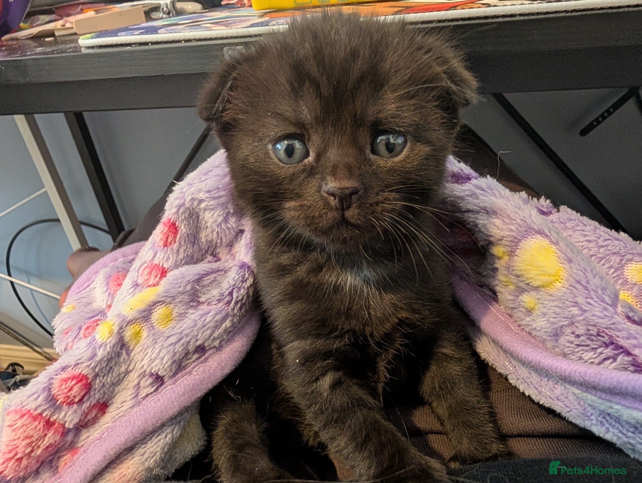 Mixed Breed cats Bengal X Scottish fold  - Advert 18