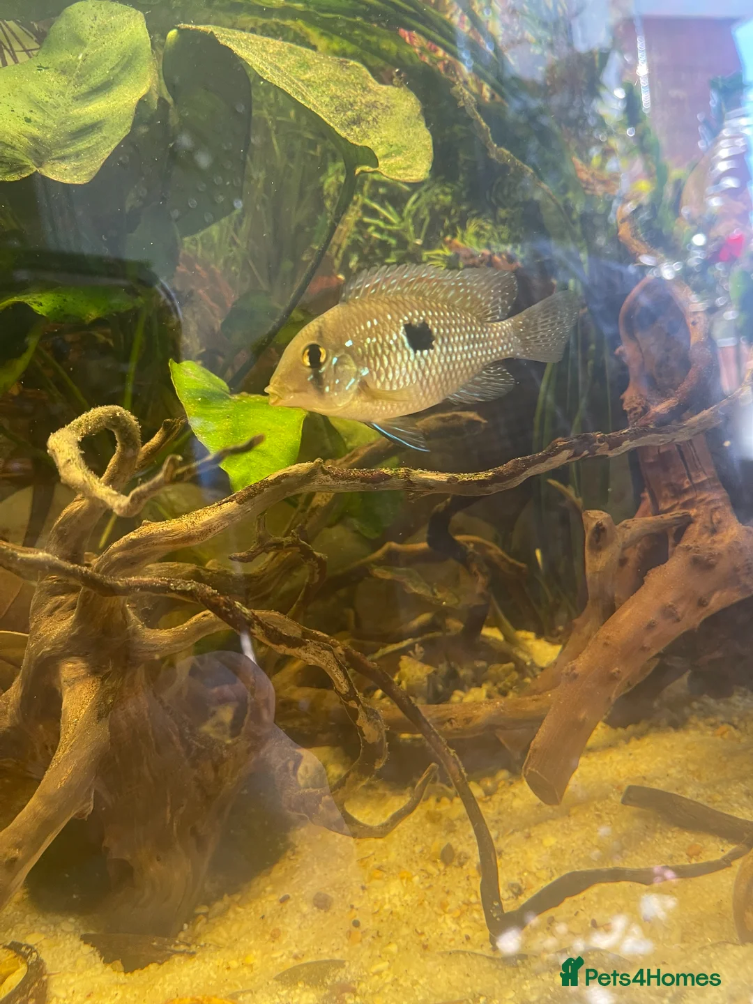 Cichlids fish for sale: Geophagus Brasiliensis in Folkestone - Advert 12