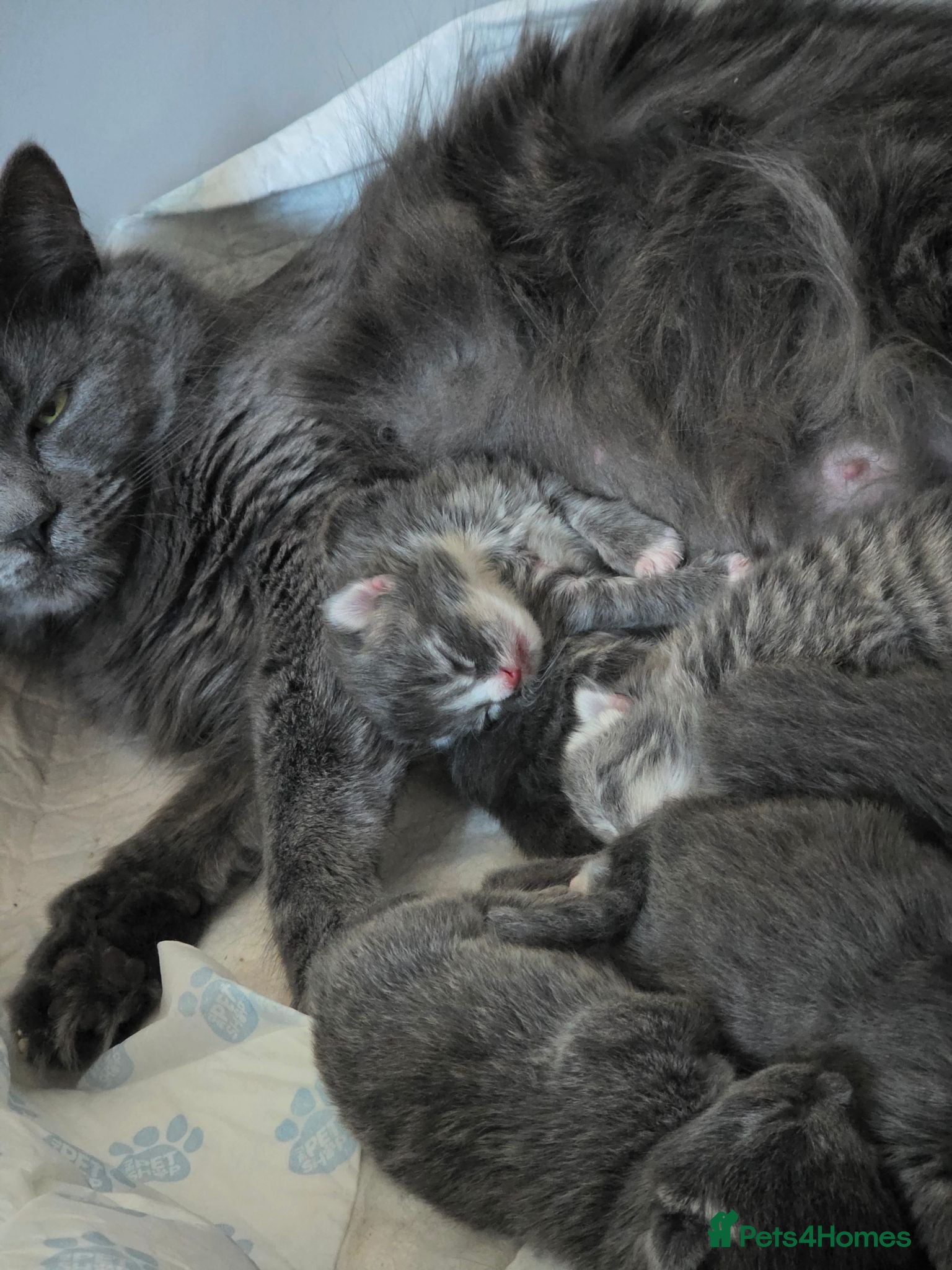 Mixed Breed cats British mix 5 kittens  - Advert 8