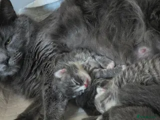 Mixed Breed cats British mix 5 kittens - Advert 2