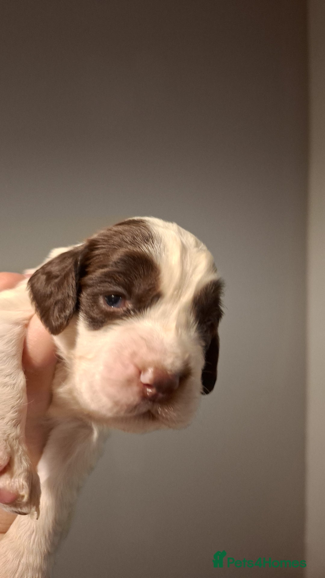 Mixed Breed dogs for sale: Beautiful Clumber spaniel x sprockers  - Image 16
