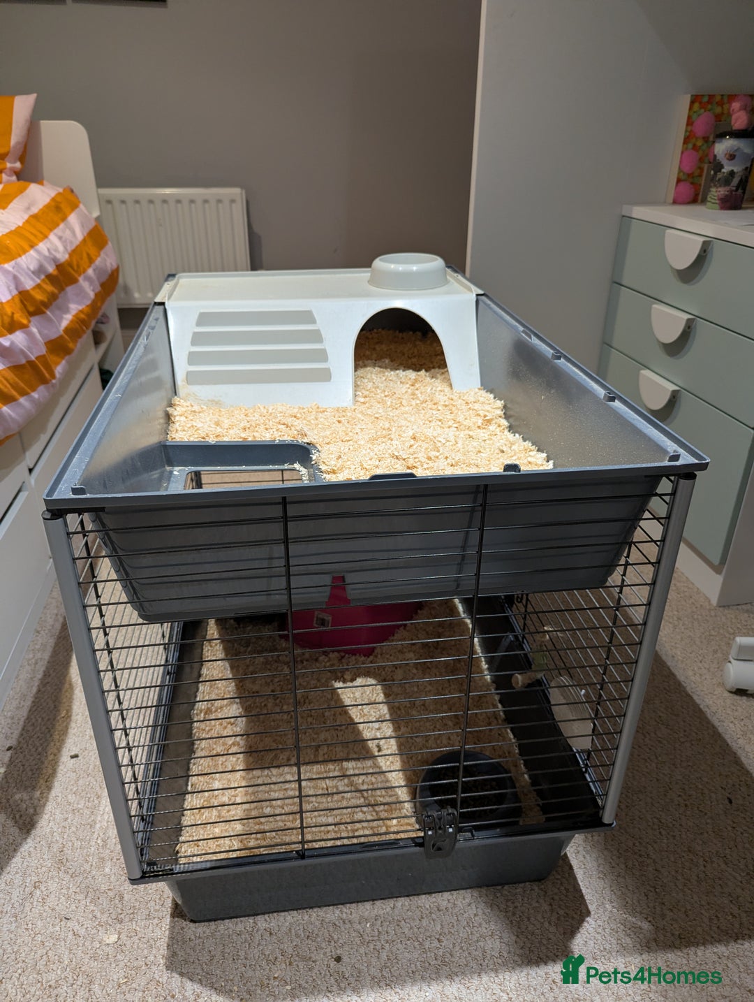 Guinea Pig rodents for sale: 2 female guinea pigs with cage and accessories - Advert 12