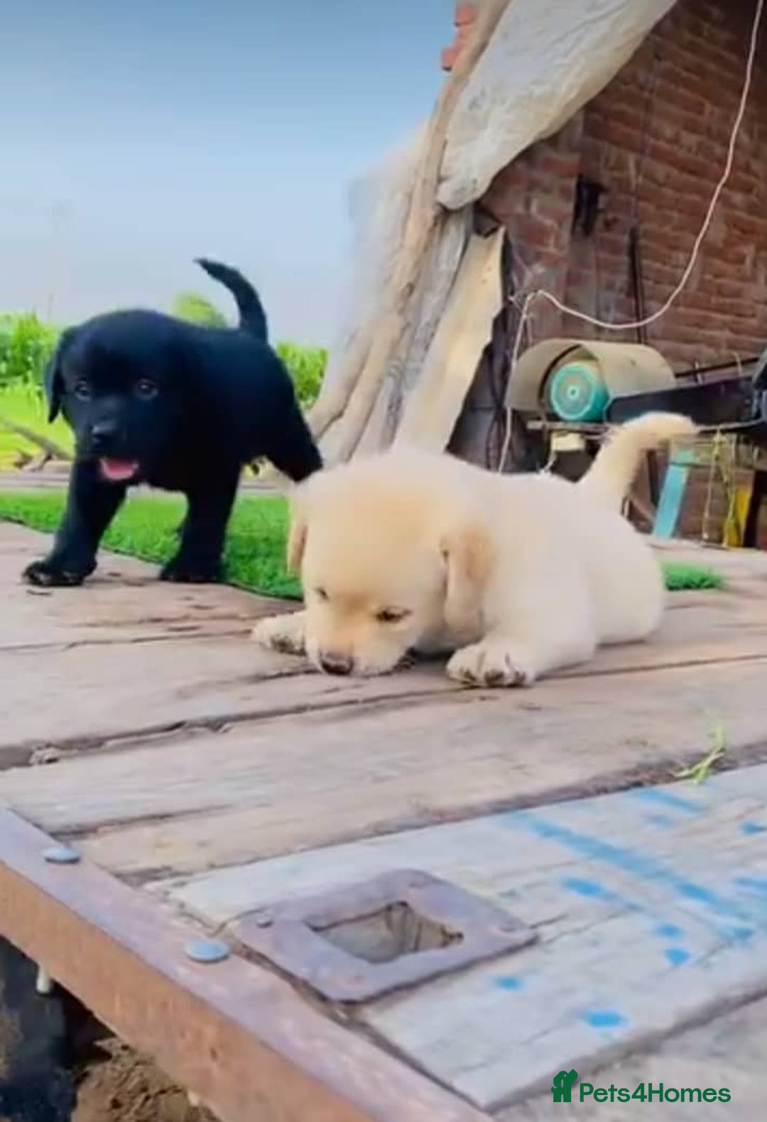 Labrador Retriever dogs for sale: Chunky KC reg Labrador pups - Image 5