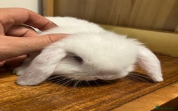 Mini Lop rabbits for sale: Mini Lop Bunnies for sale - Image 21