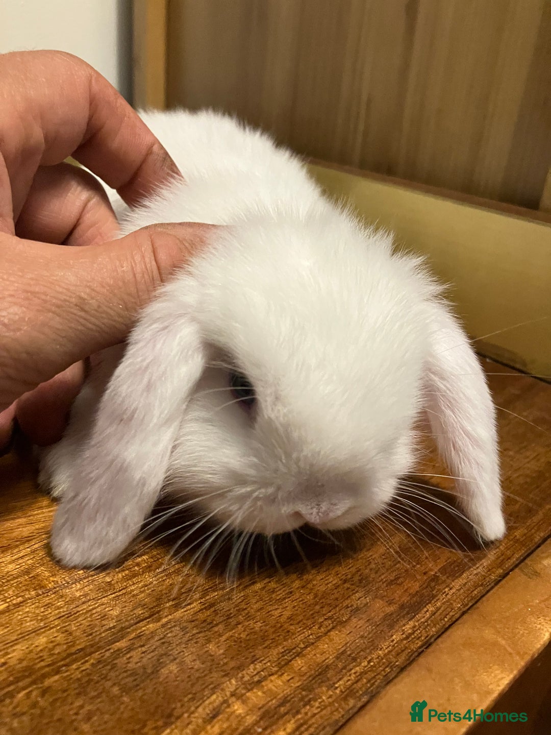 Mini Lop rabbits for sale: Mini Lop Bunnies for sale - Image 21