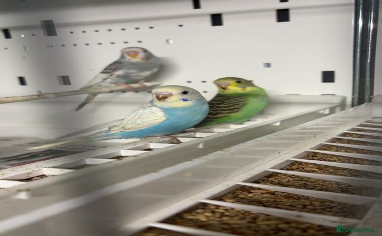 Budgerigars birds Beautiful baby budgies for sale  - Advert 12